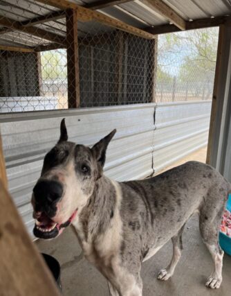 Great Dane - Adult
