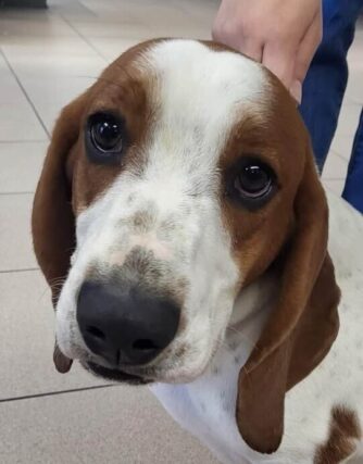 Basset Hound - Young