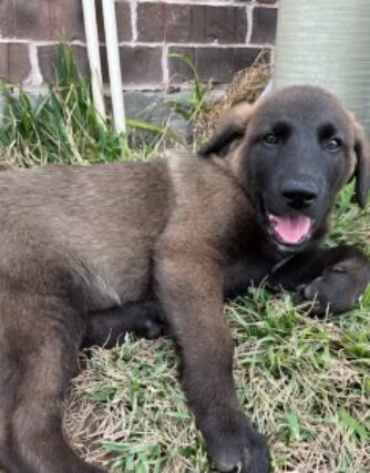 Shepherd - Puppy