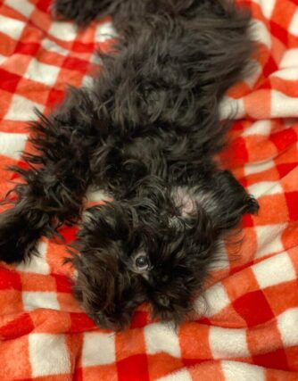 Schnauzer - Puppy