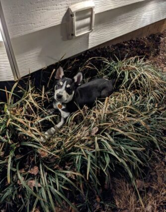 Cattle Dog - Young